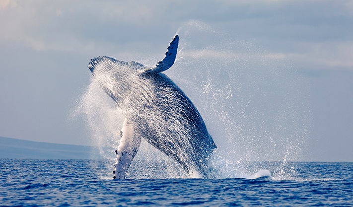 Monterey Bay Whale Watching Package of Carmel Hotel